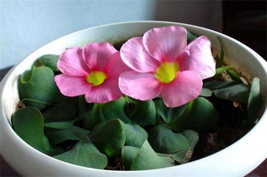 盆栽芙蓉花的种植办法，掌握6个步骤可花开最美