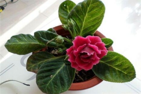 盆栽芙蓉花的种植办法，掌握6个步骤可花开最美