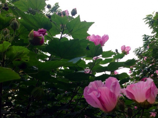 芙蓉花的花期：一般在8月-11月间