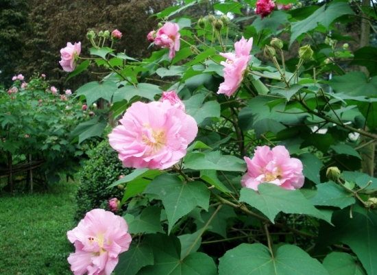 芙蓉花的花期：一般在8月-11月间