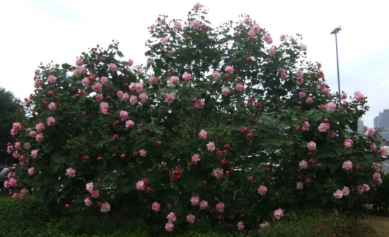芙蓉花的花期：一般在8月-11月间