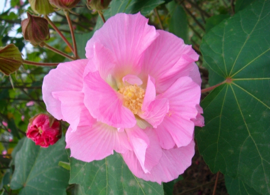 芙蓉花的作用：外用消肿散结，内服清肺还可以绿化环境