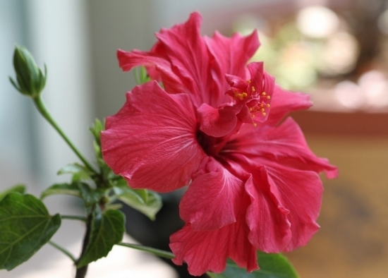 芙蓉花的作用：外用消肿散结，内服清肺还可以绿化环境