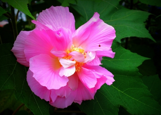 芙蓉花的作用：外用消肿散结，内服清肺还可以绿化环境