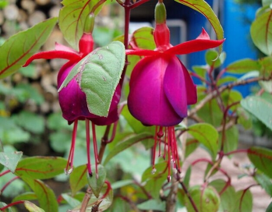 美丽的灯笼花 灯笼花的养殖办法和留意事项:日照不足开花减少