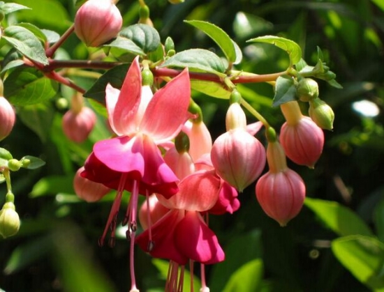 可爱的灯笼花 灯笼花的养殖办法和留意事项:日照不足开花减少