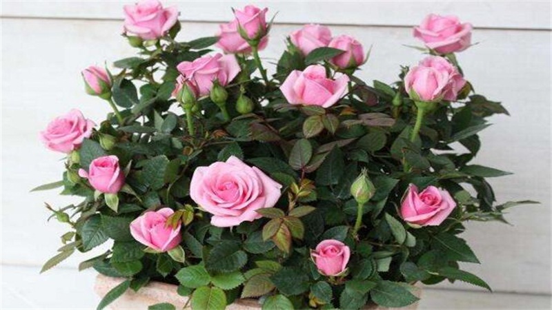 蔷薇花的养殖办法和留意事项