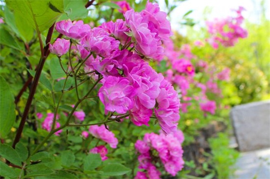 蔷薇花的养殖办法和留意事项