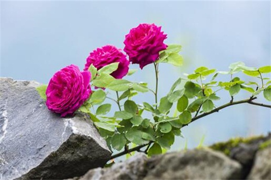 蔷薇花的养殖办法和留意事项