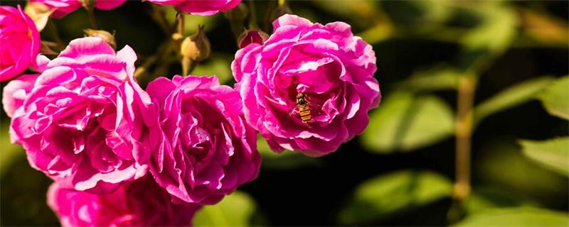 蔷薇花的养殖办法和留意事项