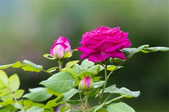蔷薇花的养殖办法和留意事项