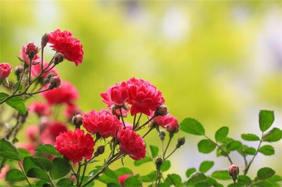 蔷薇花的养殖办法和留意事项