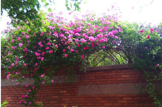 蔷薇花的养殖办法和留意事项