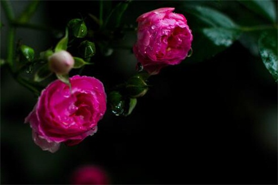 蔷薇花的养殖办法和留意事项