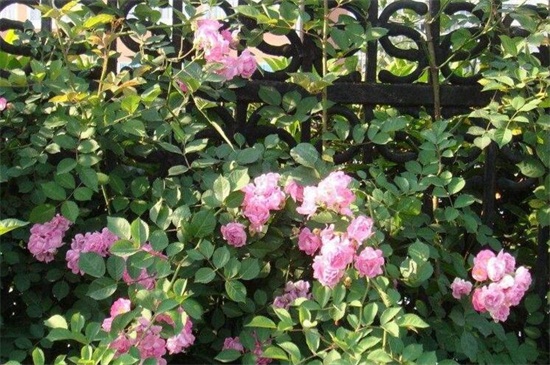 蔷薇花的养殖办法