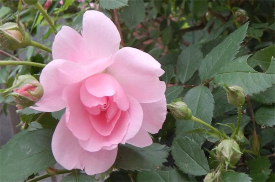蔷薇花的养殖办法