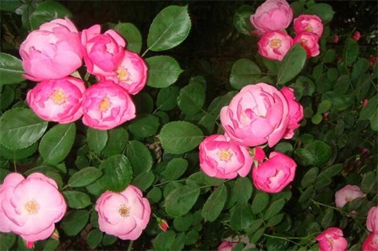 蔷薇花的养殖办法