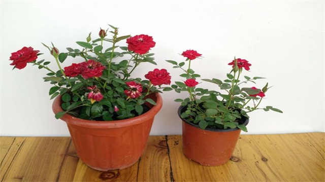 爬藤蔷薇花的养殖办法