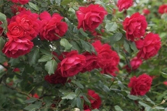 爬藤蔷薇花的养殖办法