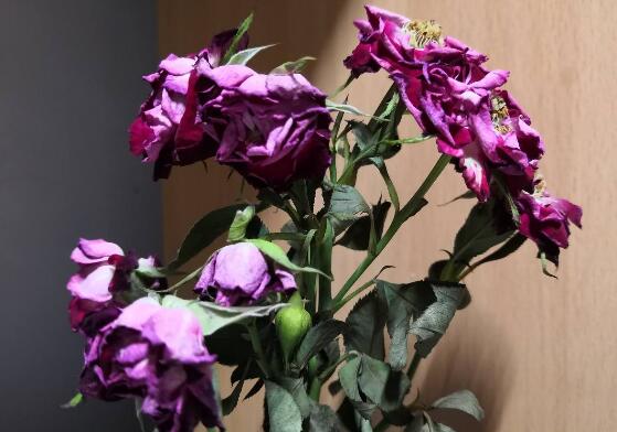 蔷薇花焉了如何办，四个办法让蔷薇花满恢复精神