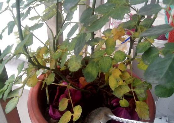 蔷薇花焉了如何办，四个办法让蔷薇花满恢复精神