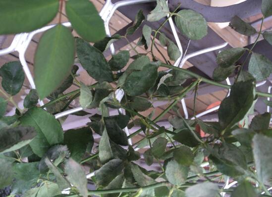 蔷薇花焉了如何办，四个办法让蔷薇花满恢复精神