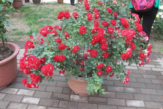 蔷薇花焉了如何办，四个办法让蔷薇花满恢复精神