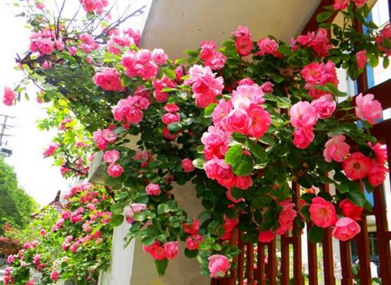 蔷薇花焉了如何办，四个办法让蔷薇花满恢复精神