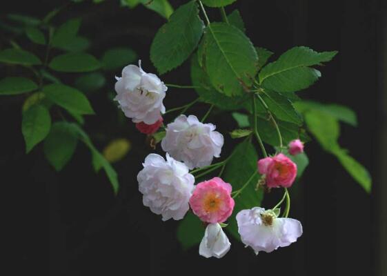 蔷薇花焉了如何办，四个办法让蔷薇花满恢复精神