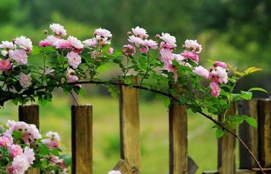 蔷薇花焉了如何办，四个办法让蔷薇花满恢复精神