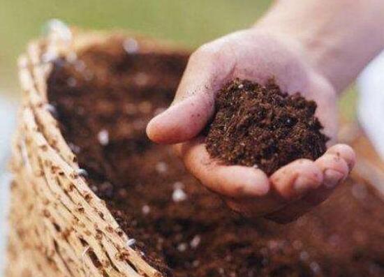 蔷薇花盆栽如何养，留意九个要点养出美丽的蔷薇花