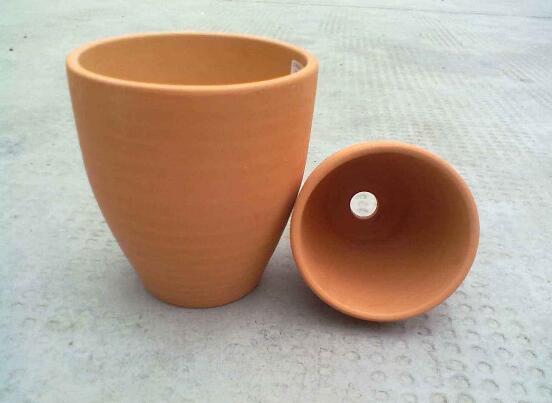 蔷薇花盆栽如何养，留意九个要点养出美丽的蔷薇花