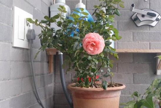 蔷薇花盆栽如何养，留意九个要点养出美丽的蔷薇花