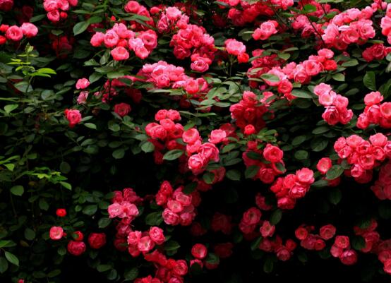 蔷薇花盆栽如何养，留意九个要点养出美丽的蔷薇花