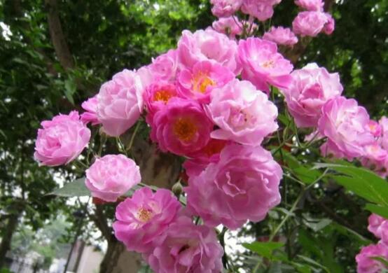 蔷薇花盆栽如何养，留意九个要点养出美丽的蔷薇花