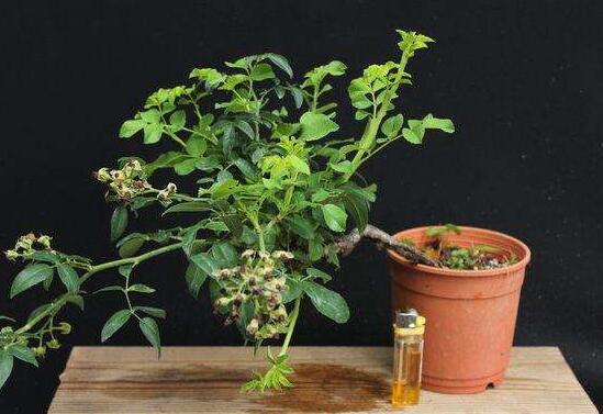 蔷薇花盆栽如何养，留意九个要点养出美丽的蔷薇花