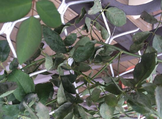 蔷薇花盆栽如何养，留意九个要点养出美丽的蔷薇花