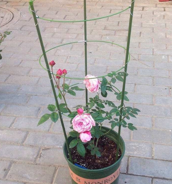 蔷薇花养护办法