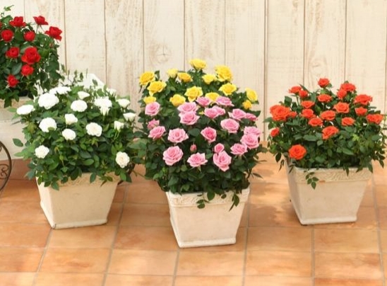 蔷薇花养护办法