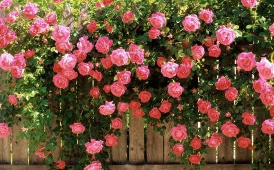 蔷薇花养护办法