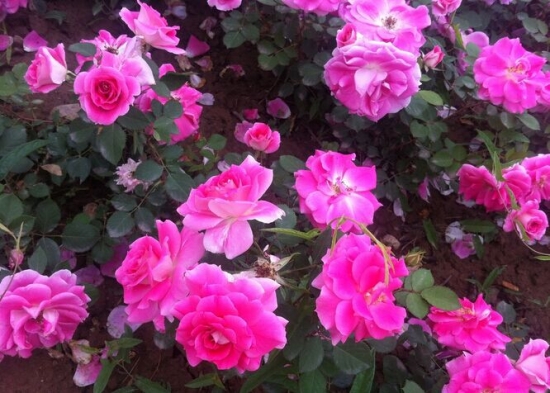 蔷薇花的养殖办法和留意事项：蔷薇花喜肥,亦耐贫瘠