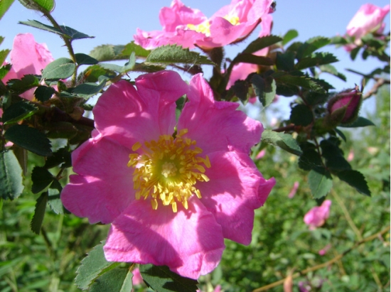 蔷薇花的养殖办法和留意事项：蔷薇花喜肥,亦耐贫瘠