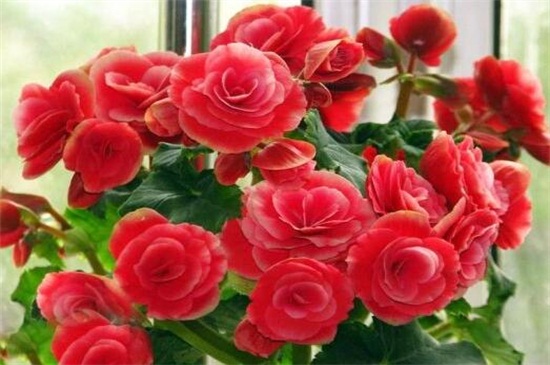 海棠花的养殖办法和留意事项