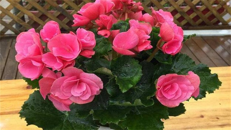 海棠花的养殖办法