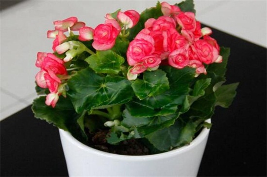 海棠花的养殖办法