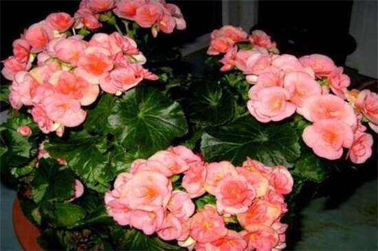 海棠花的养殖办法
