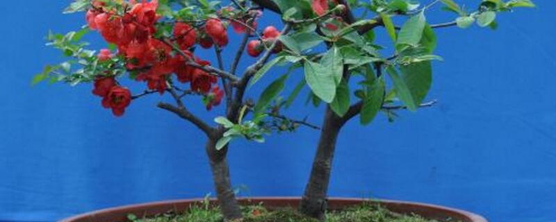 海棠的养殖办法和留意事项