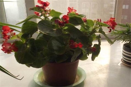 海棠的养殖办法和留意事项