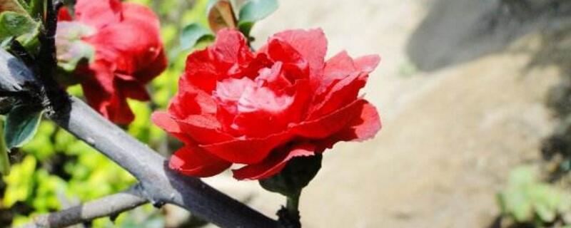 大叶海棠花的养殖办法