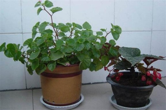 大叶海棠花的养殖办法